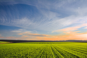 Green field with rows of young wheat sprouts and sky in sunset colors