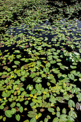 Vibrant Reflective Green Lily Pads Floating on Ponds