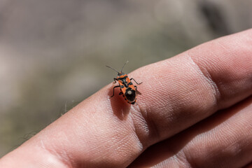 The beetle sits on the finger. Human and nature. Macro photography