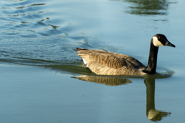 country goose swimming in water