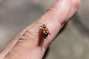 The beetle sits on the finger. Human and nature. Macro photography