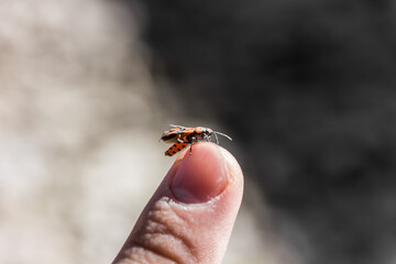 The beetle sits on the finger. Human and nature. Macro photography