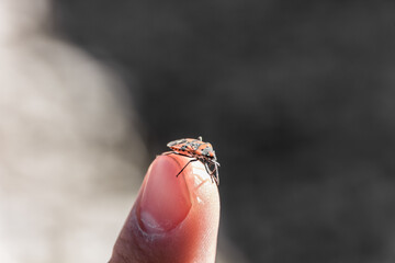 The beetle sits on the finger. Human and nature. Macro photography
