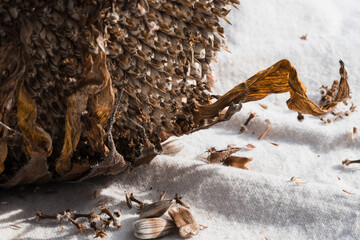 Harvesting dried sunflower seeds. Closeup.
