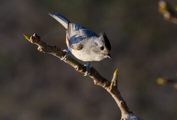 Tufted Titmouse (Baeolophus bicolor) on Tree Branch