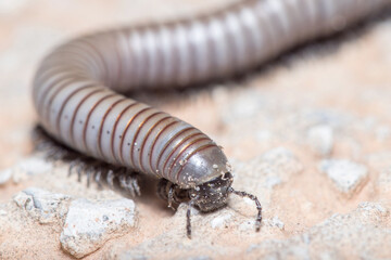 Ommatoiulus rutilans millipede walking on a concrete wall