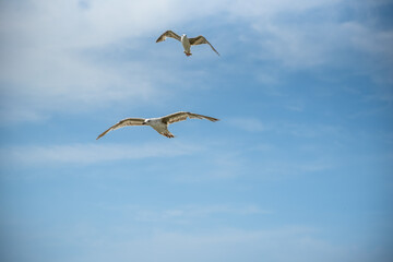 seagull in the sky