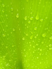 green leaf with water drops