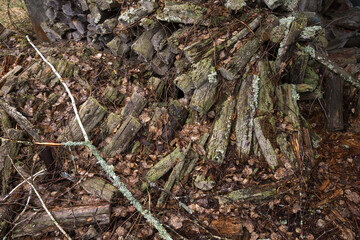 Old rotten firewood in abandoned village of Chernobyl zone