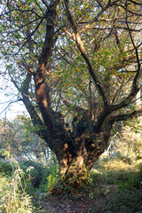 Centennial chestnut during autumn in the forest