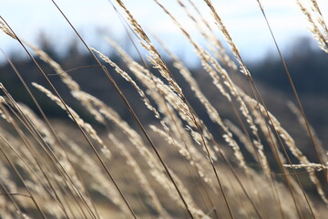 Połonina bieszczady. 