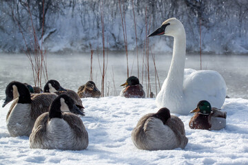 White swan sitting in the snow with ducks and geese at Fergus Falls, Minnesota, U.S.A. © Barbara