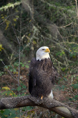 Bald Eagle Sitting On Top Of A Large Tree Limb