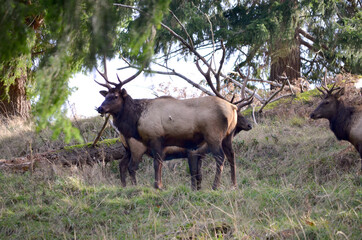 Naklejka na ściany i meble Two Male Roosevelt Elk Standing On A Berm
