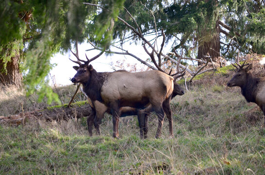 Two Male Roosevelt Elk Standing On A Berm