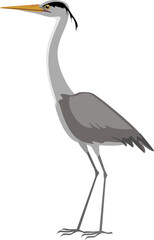 Obraz premium Grey heron (Ardea cinerea) isolated on white background