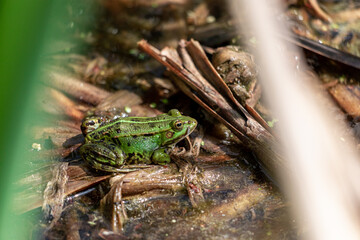 Frog With Green Skin And Big Yellow Eye In Summer Nature. Frog Sitting On The Ground.	