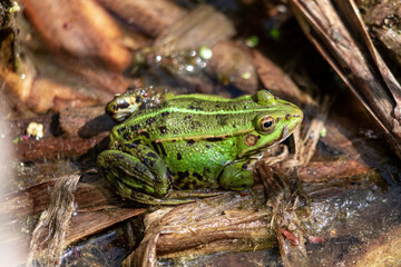 Frog With Green Skin And Big Yellow Eye In Summer Nature. Frog Sitting On The Ground.	