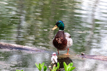 Drake Mallard Portrait, an up close and personal view of a Drake Mallard in water.	