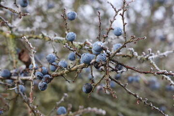 Blue blackthorn berries on the bushes are covered with hoarfrost