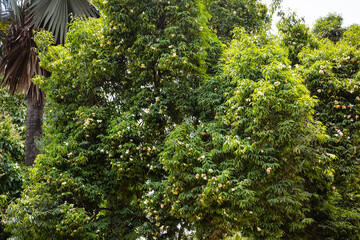 Fototapeta premium The Ceylon ironwood or Indian rose chestnut tree.