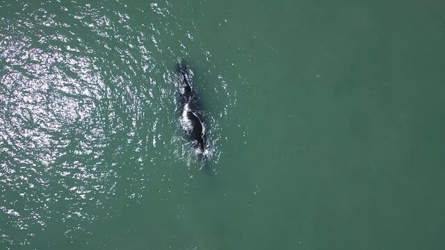Baleia-franca-austral e seu filhote se alimentam e nadam na Praia da Ribanceira, Imbituba, Santa Catarina. Brasil. 