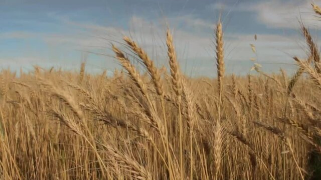 Wheat field in Argentina