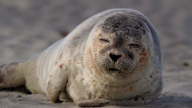 Scenery with Seal on island of Langeoog, Germany