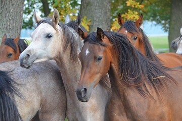 Arabian horses - 395996683