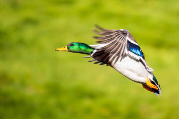 Beautiful Bird In Flight Landing Mallard Duck Image
