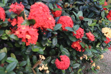 Flower red from Brazil
