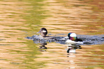 Mated Pair of Bufflehead Ducks Charge Full Steam Ahead to Chase Off Rival Female