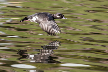 Female Bufflehead Duck in Flight Over a Shimmering Pond