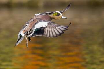 Wigeon Drake Male Duck Landing Against A Shimmering Fall Color Pond Background