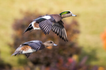 Wigeon Drake Male and Hen Duck Landing Against A Shimmering Fall Color Pond Background