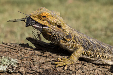 Central Bearded Dragon feeding on Black Prince cicada