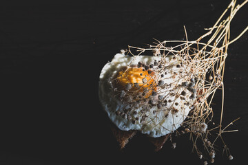 Homemade meal, Organic tasty cooked eggs for healthy breakfast on wood dark background and flowers in a vintage artistic composition. Simple food composition