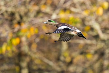 Wigeon Drake Male Takes Off Against a Fall Color Tree Background