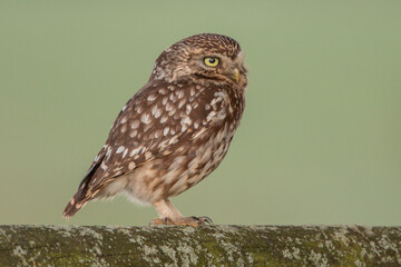 Adult little owl on fence