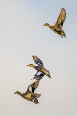 A Trio of American Wigeons Climbs into a Blue Sky