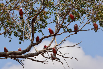 Flock of Pink & Grey Galah's perched in Eucalypt Tree