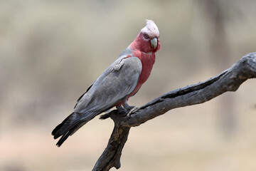 Pink & Grey Galah resting on a tree limb