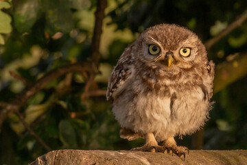 Little owl staring out