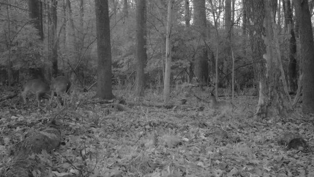 wild young bucks headbutting in forest at dawn