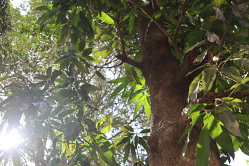 tree from Brazil