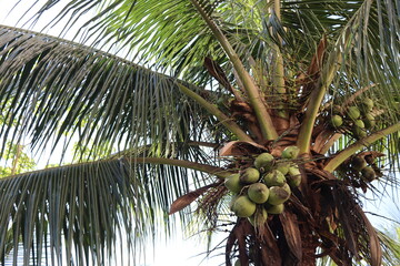 coconut tree
