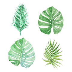 Set of tropical greenery. Vector. Palm's and monstera's leaves.