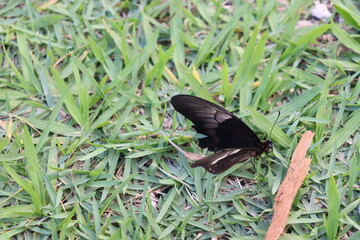 Butterfly black