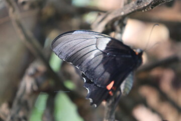 Butterfly black