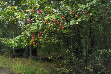 Fototapeta na wymiar Radioactive apples grow in Chernobyl exclusion zone